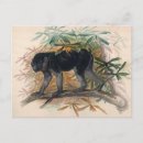 Search for ape postcards Nature
