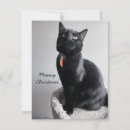 Search for cat family christmas cards Feline