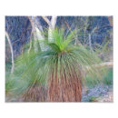Search for native plants posters Tree