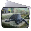 Search for scene cases Relaxation