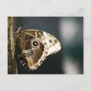 Search for morpho postcards Wings