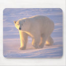 Search for polar bear mousepads Snow