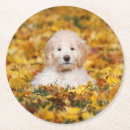 Search for mixed breed coasters Pet