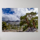 Search for junipers posters Blue