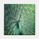 Search for pheasant magnets Peafowl
