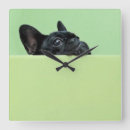 Search for french bulldog clocks Photography