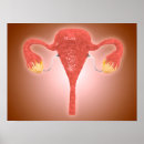 Search for female anatomy posters Healthcare