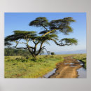 Search for primitive posters Landscape