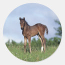 Search for thoroughbred stickers Bob langrish