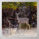 Search for mule posters Grass
