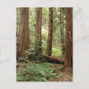 Search for tree trunks postcards North america