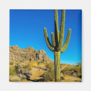 Search for cacti magnets Sonoran desert