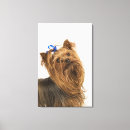 Search for yorkshire terrier canvas prints Studio shot