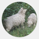 Search for woolly sheep stickers Fluffy