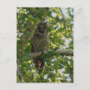 Search for asio Wildlife