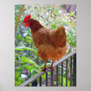 Search for hen posters Hawaii
