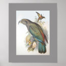 Search for kea posters Nestor notabilis