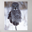 Search for great grey owl posters Strix nebulosa