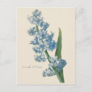 Search for blue hyacinth postcards Nature