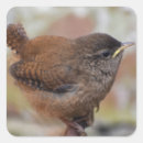 Search for wren stickers Nature
