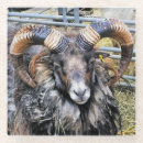 Search for sheep coasters Livestock