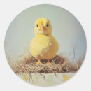 Search for vintage easter chicken stickers Farm animal