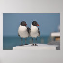Search for gull posters Birds