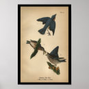 Search for bluebird decor Ornithology