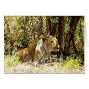 Search for lioness cards Wildlife