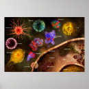 Search for immune posters Cell