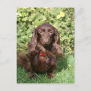 Search for miniature dachshund postcards Sitting