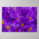 Search for crocuses posters Nature