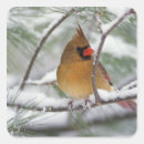 Search for female cardinal stickers Snow