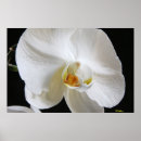 Search for dramatic orchid Flower
