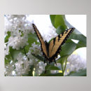 Search for swallow posters Flowers