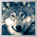 Search for wolf posters Wildlife