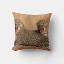 Search for pardus Cat