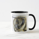 Search for invertebrate mugs Animal