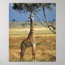 Search for camelopardalis posters Wildlife