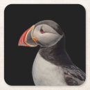 Search for puffin coasters Nature