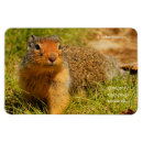 Search for ground squirrel magnets Rodents