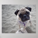 Search for closeup posters Pet
