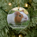 Search for guinea pig christmas decor Cute