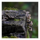 Search for fungi posters Autumn