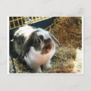 Search for lop postcards Pet