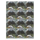 Search for eaglet Eagles