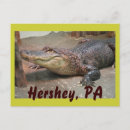 Search for gator postcards Reptile