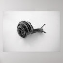 Search for snail posters Gastropod