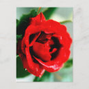 Search for february 14th postcards Valentine