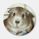 Search for guineas magnets Fridge